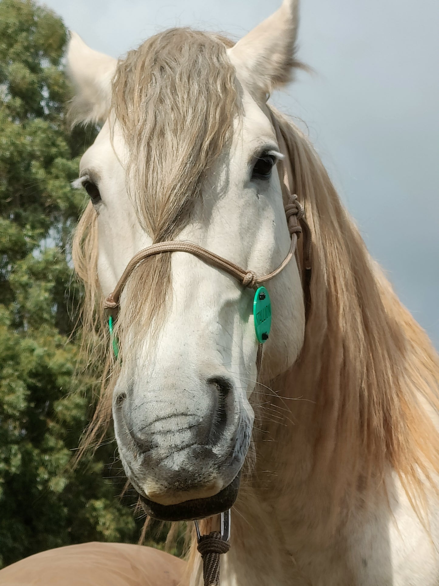 Stallion Discs