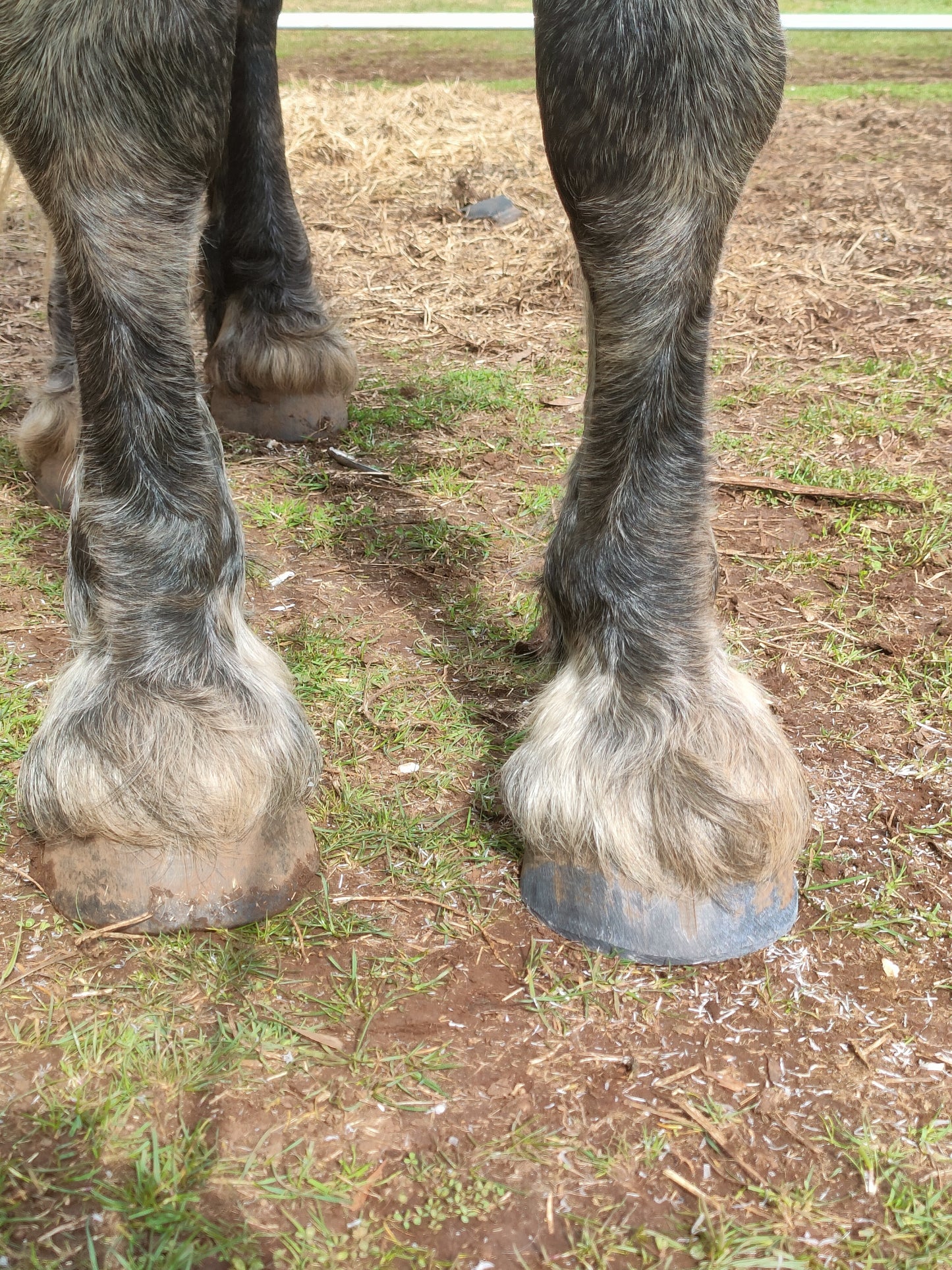 Hoof Balm/ Hoof oil