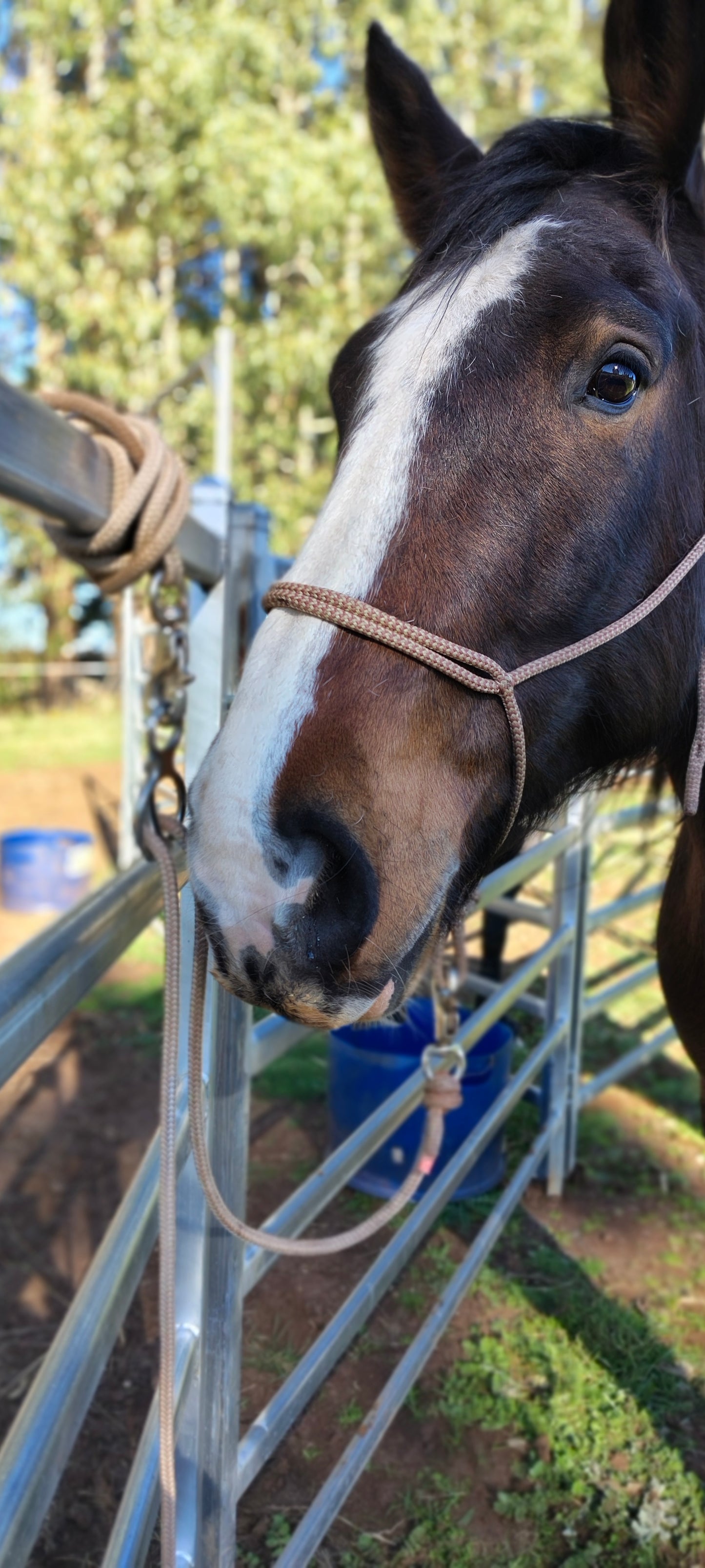 HORSE TIE RING